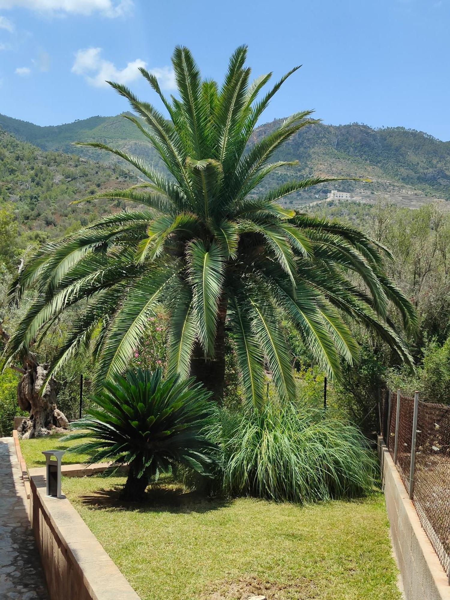Villa Capllonch Banyalbufar Bagian luar foto